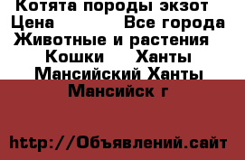 Котята породы экзот › Цена ­ 7 000 - Все города Животные и растения » Кошки   . Ханты-Мансийский,Ханты-Мансийск г.